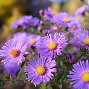 Astra kopcová (Aster amellus) ´RUDOLF GOETHE´, kont. P9